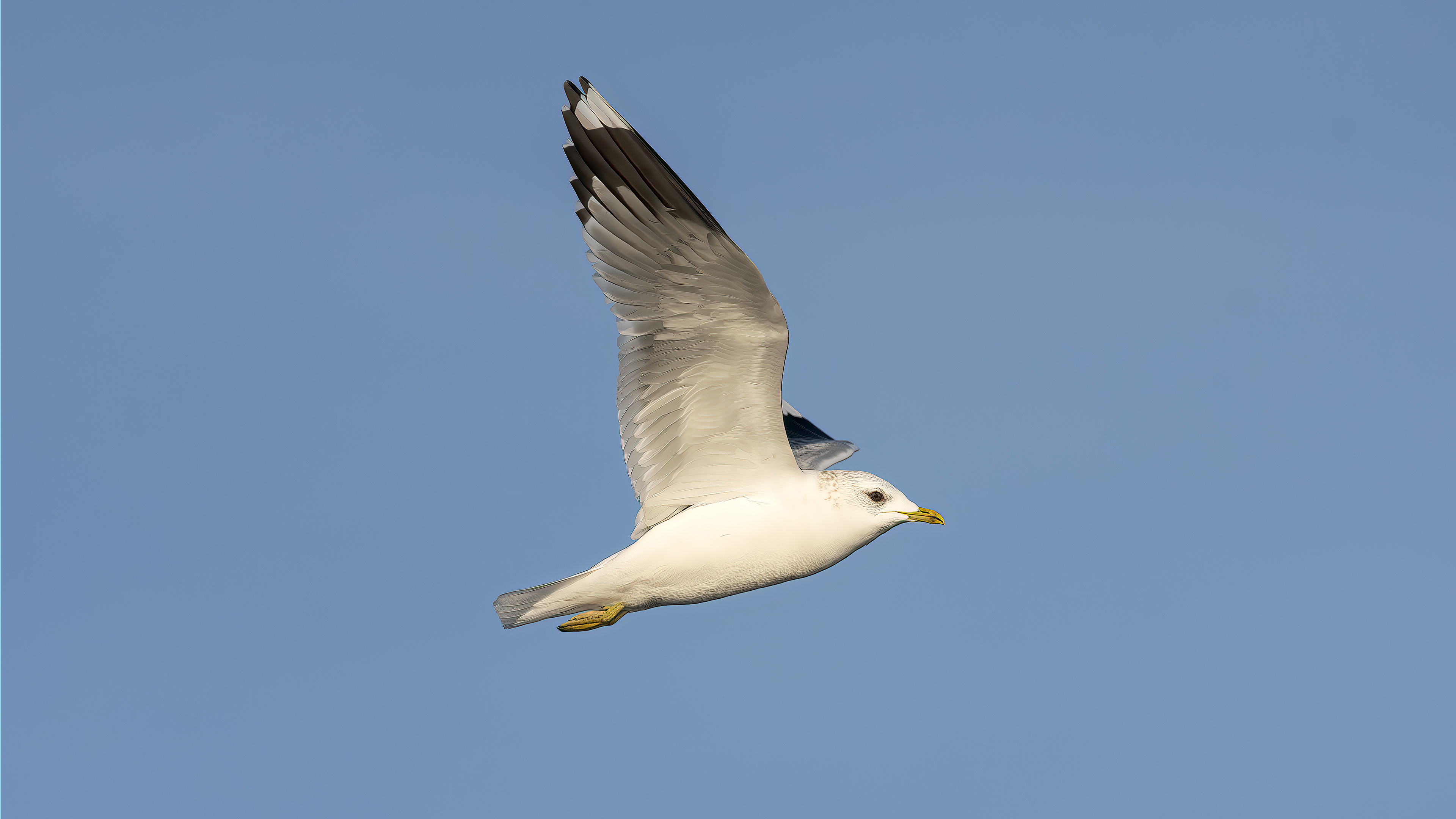 Mew Gull